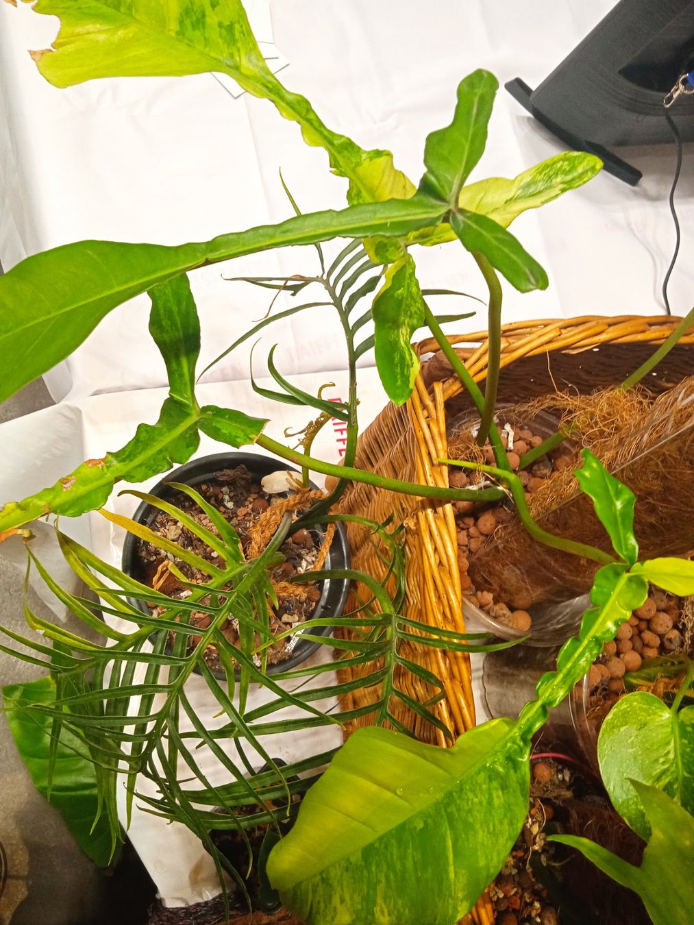 Plantes & graines: Philodendron joepii albo – D'occasion à Lausanne par Philostera 1