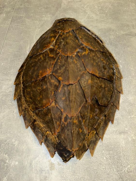 Oreiller géant portable en coquille de tortue pour adultes (120 cm