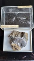 Ammonit Schweiz 160 Mio Jahre Fossil Sammlerstueck.