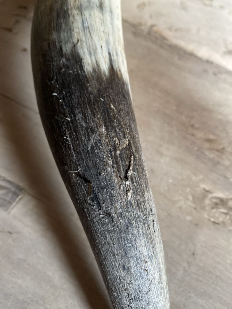 Tutte le decorazioni: Grosser Deko Stierhorn, echtes Horn, – Usato da Amden venduto da stewa03 3