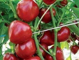 50 Samen DUMAS Paprika Süss