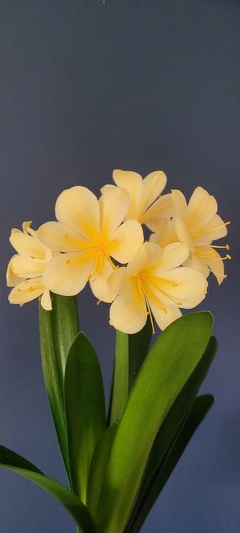 *Rarität* Clivia Gelb Kaufen auf Ricardo