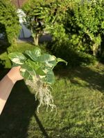 🌱 Alocasia macrorrhiza albo variegata