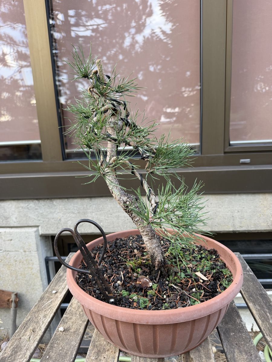 Piante & sementi: Pinus Sylvestris Bonsai – Usato da Suhr venduto da BonsaiGutzi 3