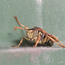 Profile image of MaarcAnt