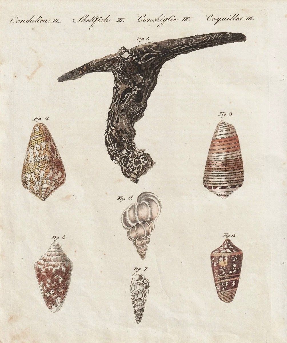 Incisioni: Stich Muscheln Bertuch handkoloriert 1802 – Usato da Zollikon venduto da whataboutrome