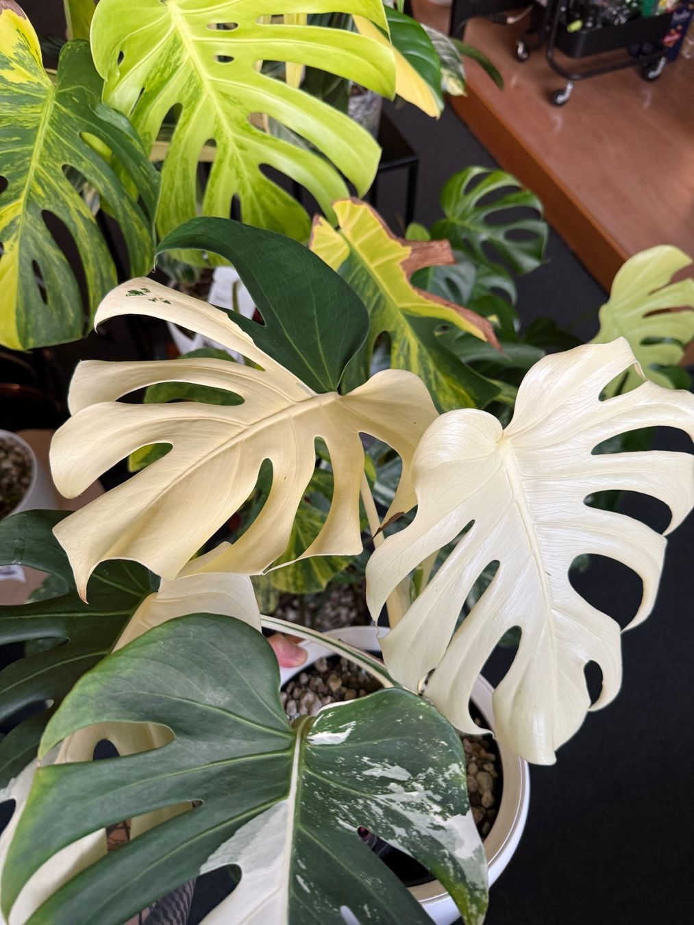 Piante & sementi: Monstera Albo large form | headcutting – Usato da Morlon venduto da lucius.greenery 9