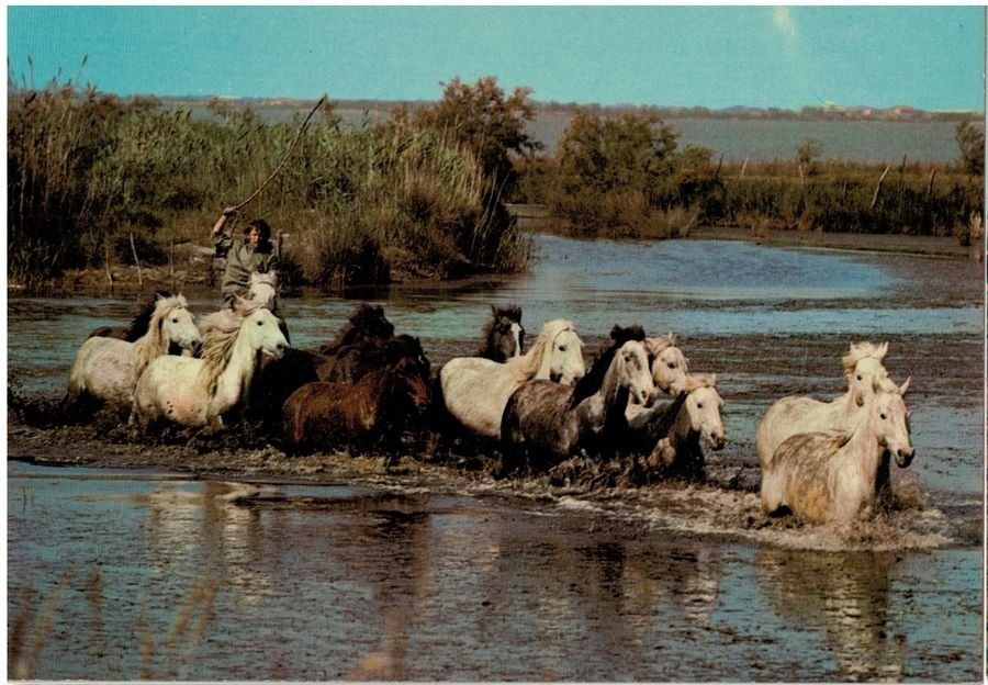 Cartoline postali: Manade de chevaux dans les marais, estimée 1975 – Usato da Frauenfeld venduto da POML
