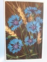 Kornblumen, Propagandastempel rot, 1944
