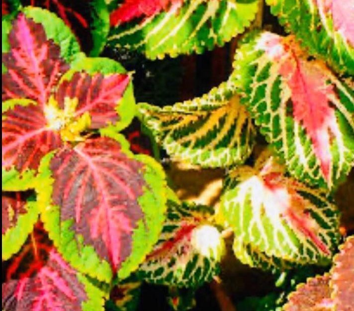 Plantes & graines: 50 SAMEN  VON “RAINBOW COLEUS MIX” – Neuf avec emballage d'origine à Rovio par POSITIFFARTandPLANTS 8