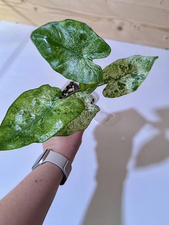 Pflanzen & Samen: Alocasia Macrorrhiza Splash – Gebraucht aus Sevelen von AS.Plants 1