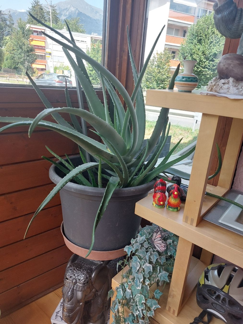 Piante & sementi: Riesen grosse Aloe Vera – Usato da Landquart venduto da Cedes 2