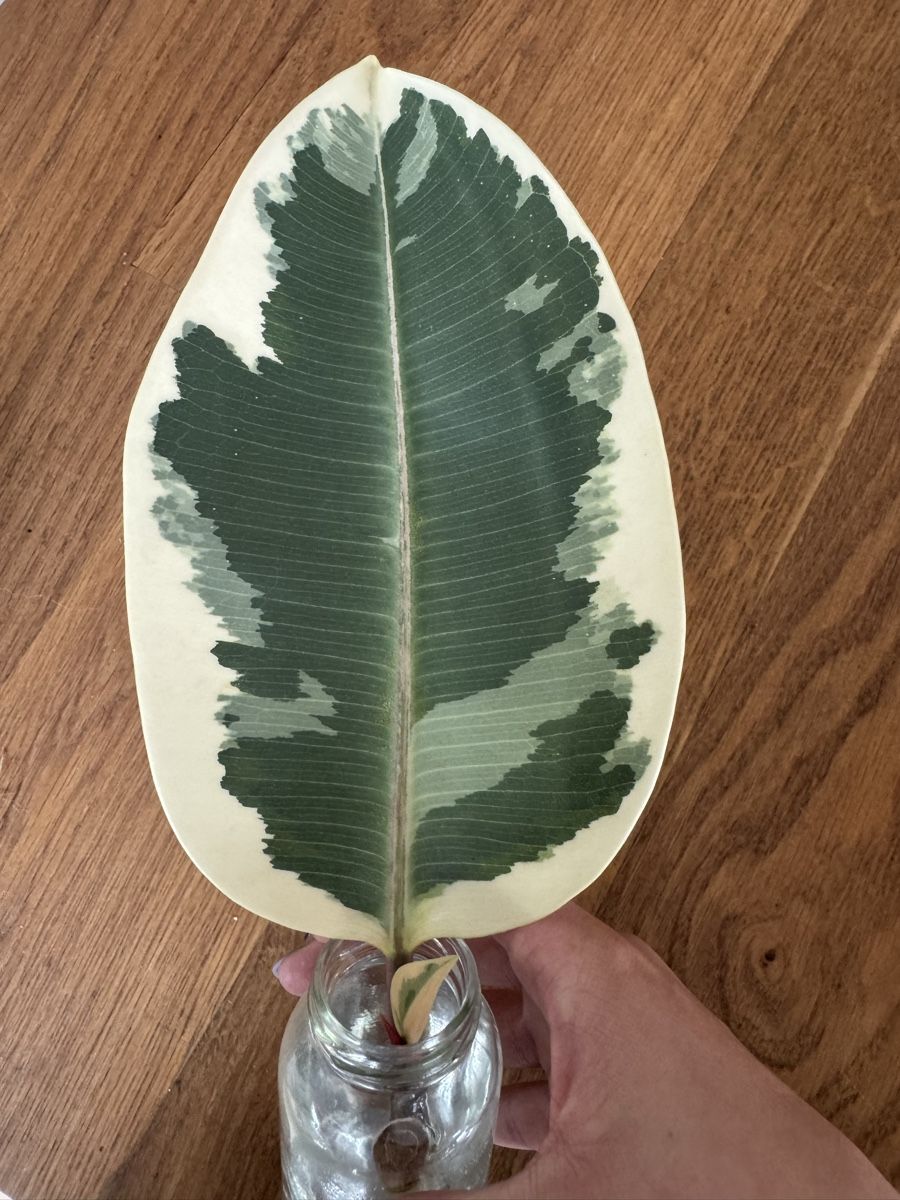 Plantes & graines: Ficus Tineke Steckling variegata – Neuf (Voir description) à Thun par DascheLii