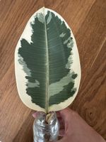 Ficus Tineke Steckling variegata