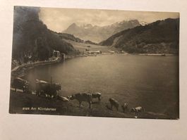 Ansichtskarte 2197. Am Klöntalersee mit Kühen 1925
