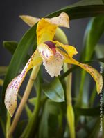 Maxillaria Picta - bezaubernde Duft-Orchidee aus Brasilien