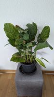Calathea Network sucht neues Zuhause NUR ABHOLUNG