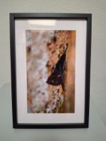 Grosse Sackflügelfledermaus – Naturfoto aus Costa Rica