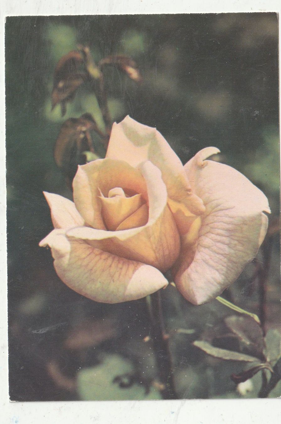 Cartoline postali: 10 Schöne Blumenkarten – Usato da Lumbrein venduto da made02 3