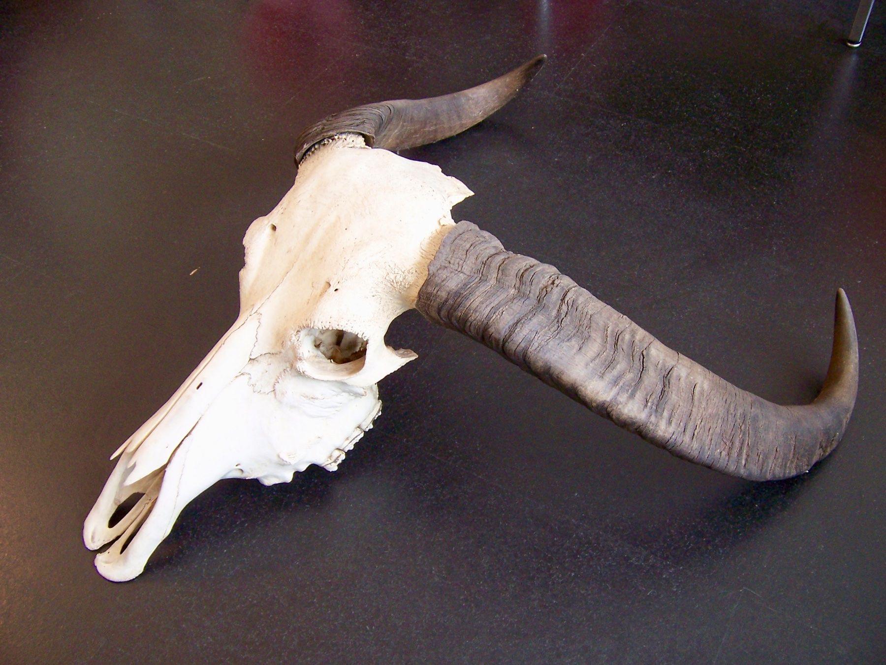 Welt der Tiere: Schädel WASSERBÜFFEL BUFFALO BÜFFEL – Neu (gemäss Beschreibung) aus Kerzers von zimmergruen 2