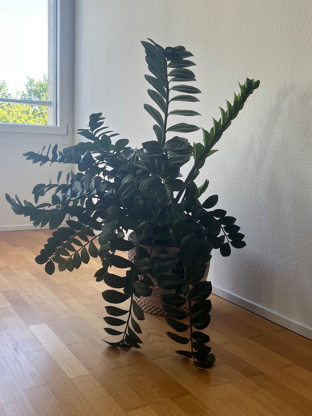 Pflanzen & Samen: Zamioculcas / Glücksfeder – Gebraucht aus Baden von Highlight1 2