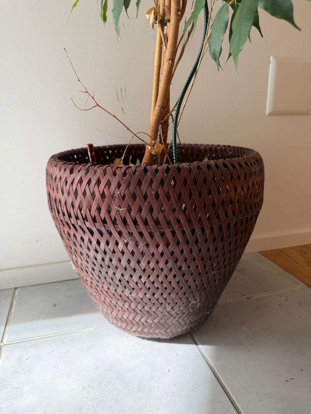 Piante & sementi: FICUS BENJAMINA 160cm – Usato da Stettfurt venduto da loeschoe 2
