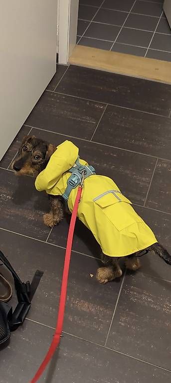 Abbigliamento: Imperméable pour chien / Dog rain jacket – Usato da Carouge GE venduto da faneeel 3