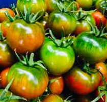 Ab 5.- fr 5 SAMEN SARDINISCHE SELTENE GRUENE TOMAT “CAMONE”