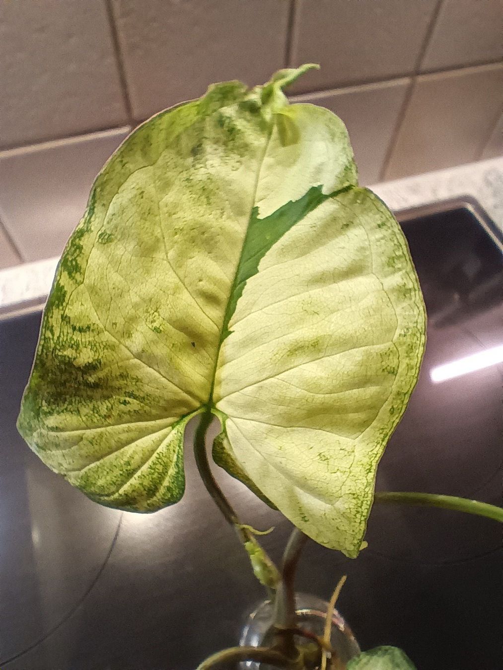Plantes & graines: Syngonium Pflanzen Paket – D'occasion à Neerach par Pudelmax 4