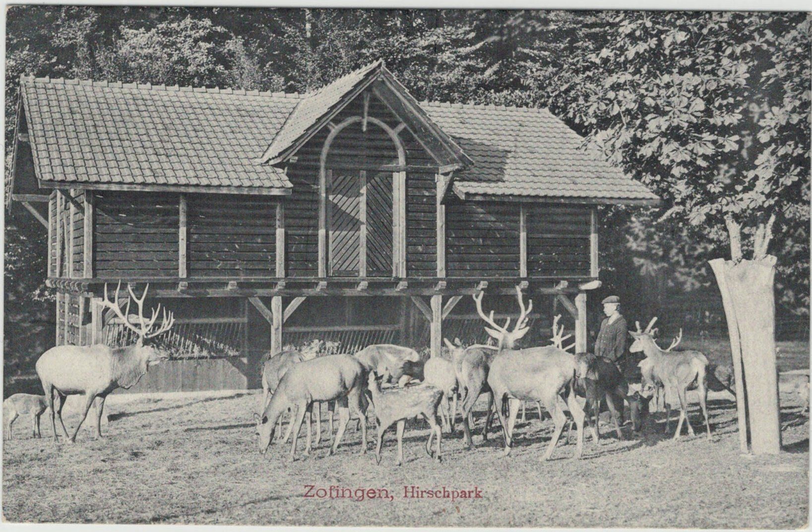 Ansichtskarten: AG 181 Zofingen Hirschpark 1907 – Gebraucht aus Fribourg von philafri