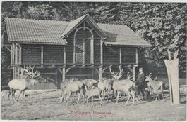 AG 181 Zofingen Hirschpark 1907