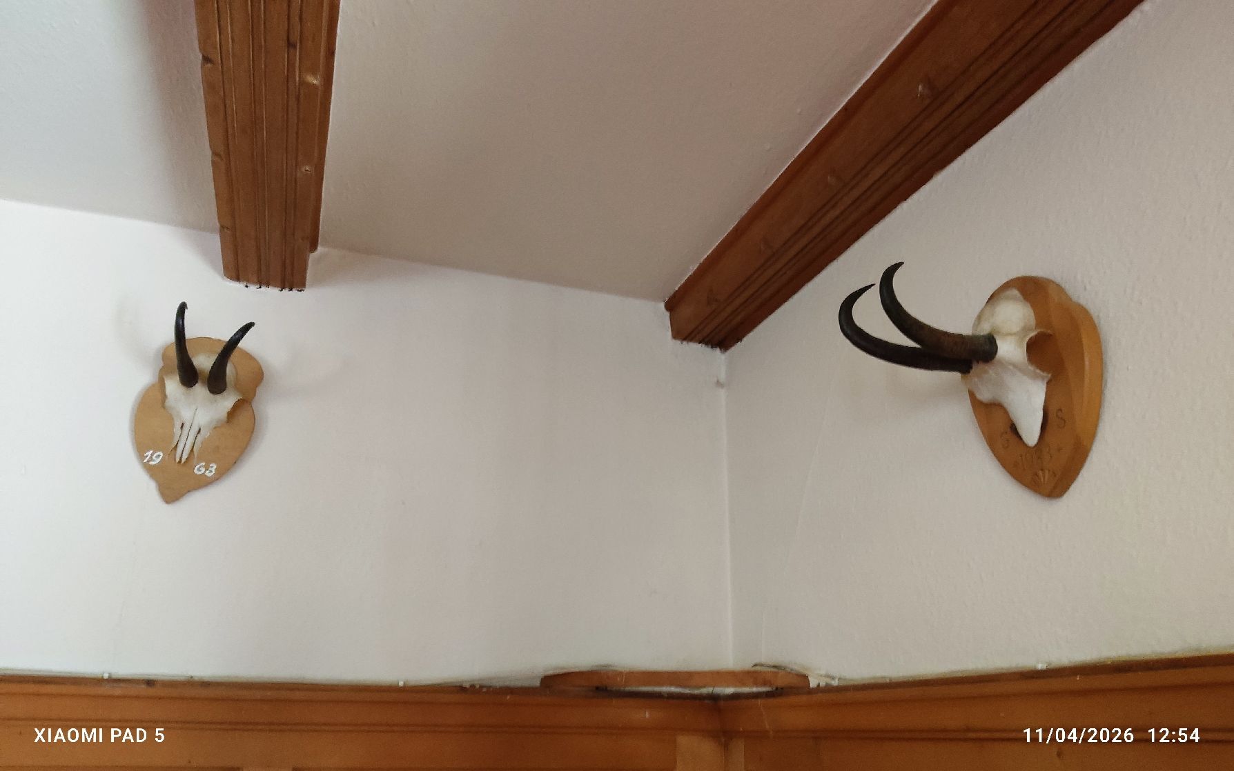 Altre raccolte & rarità: Trophées de chamois anciens, collection unique! – Usato da Tavanasa venduto da inf_9wlc 2