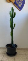 ⭕ Schöne Euphorbia Kaktee🌵 Zimmerpflanze 👍🏼 0767-742642