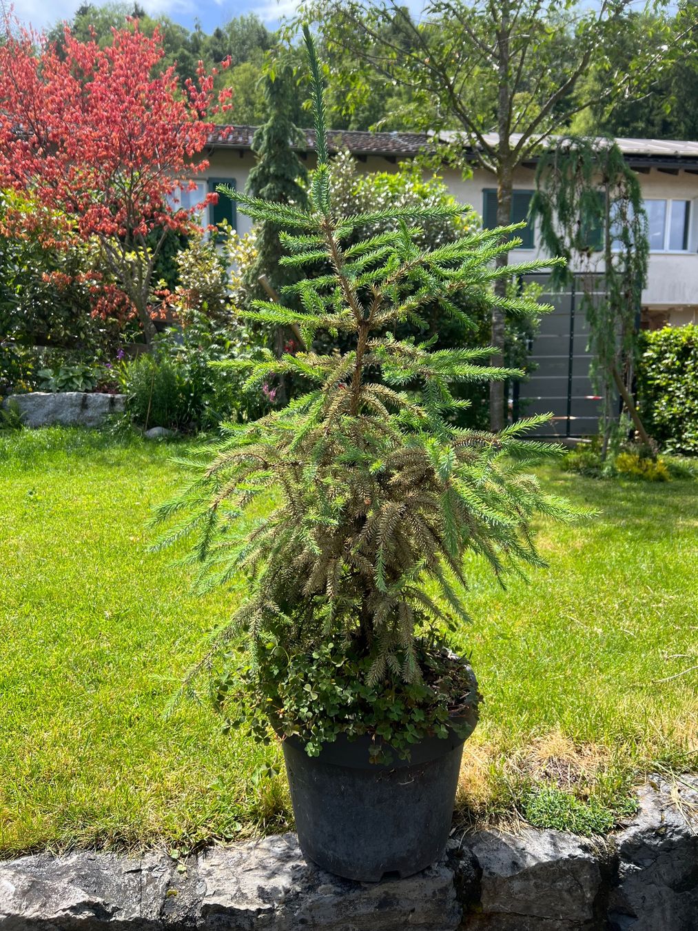 Piante & sementi: Picea mariana 'Beissneri' – Usato da Oberrieden venduto da pab_ygc8