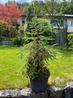 Picea mariana 'Beissneri'