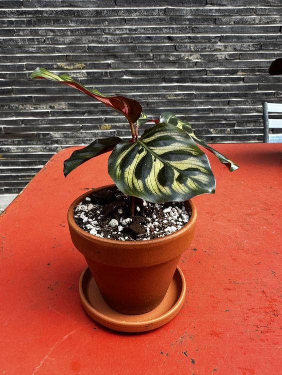 Calathea | Kaufen auf Ricardo