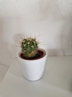 Kaktus