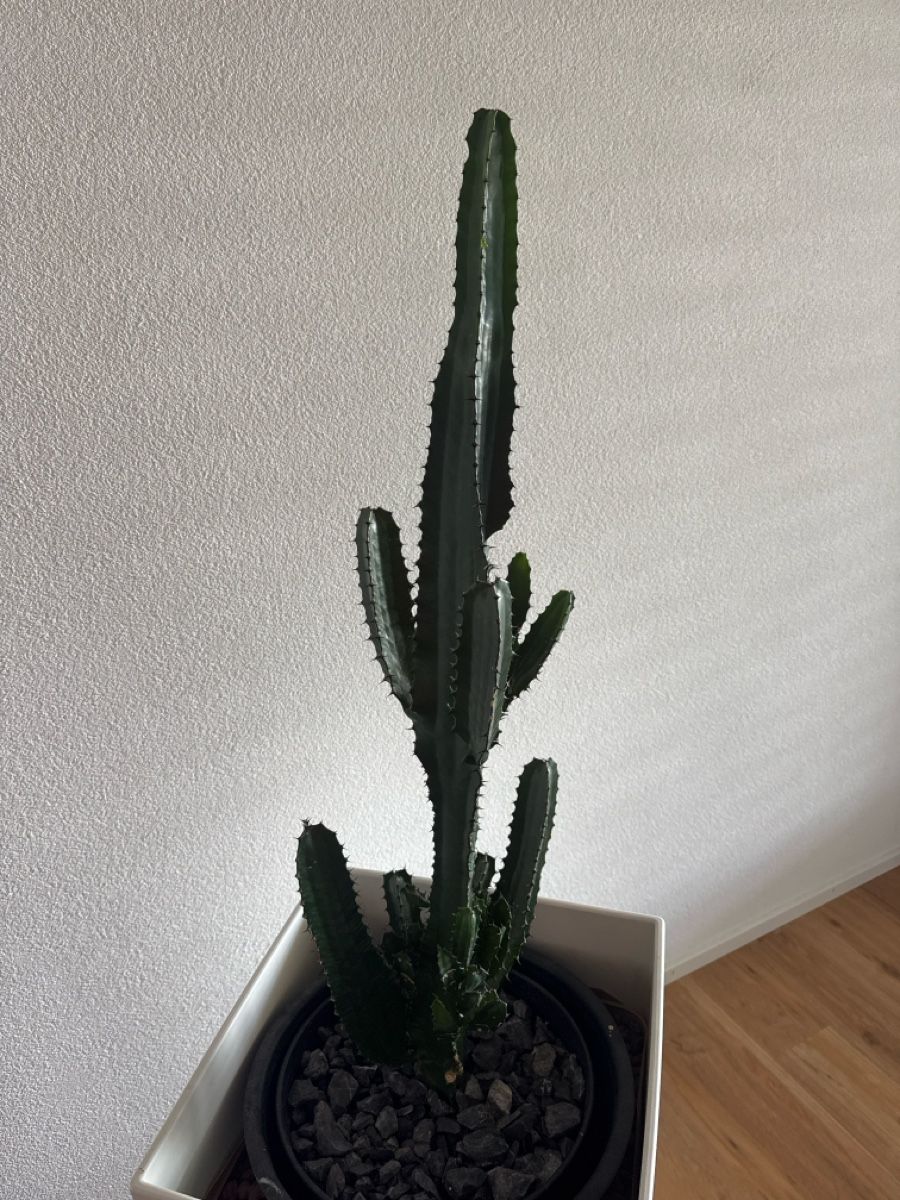Plantes & graines: Kaktus mit Topf – D'occasion à Grüt (Gossau ZH) par tam_m9wb 1