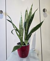 Pflanze Sansevieria / Bogenhanf 58 cm inklusive Keramiktopf
