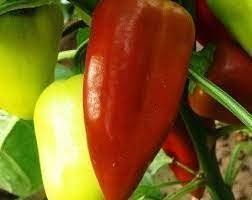 Samen  Belozerka  Paprika 10Stk.