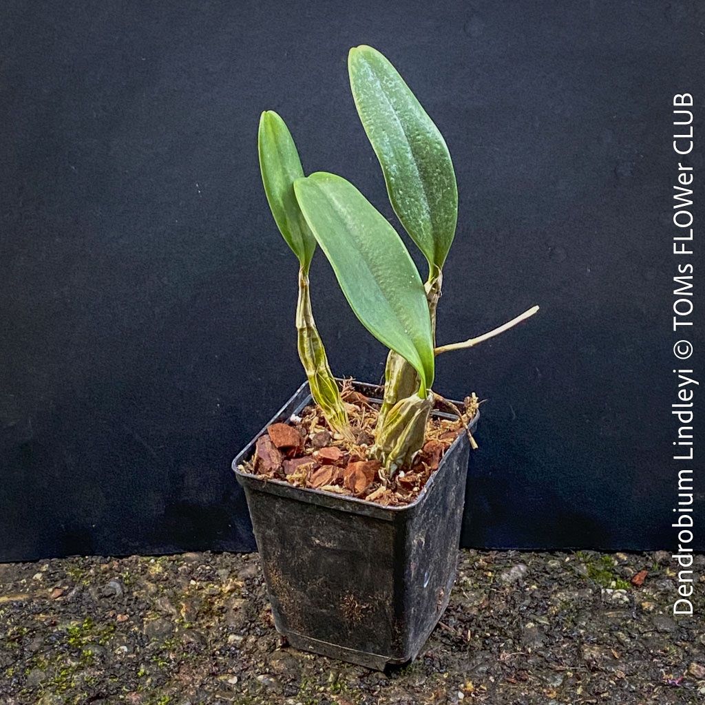 Piante & sementi: Dendrobium Lindleyi - gelb blühende & top robuste Orchidee – Nuovo e nell'imballaggio originale da Adliswil venduto da asTOMas963 4