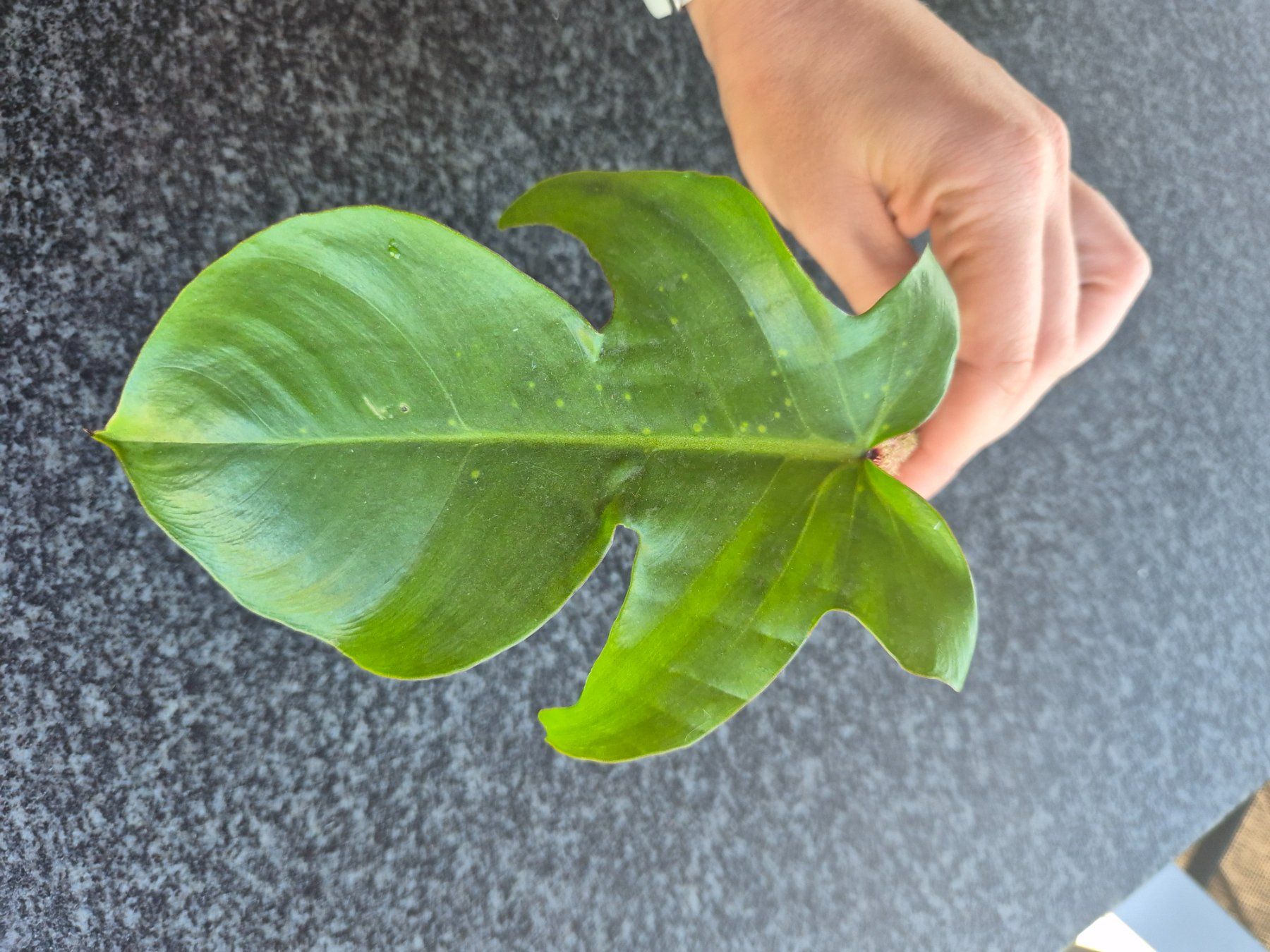 Pflanzen & Samen: Philodendron Squamiferum Steckling – Gebraucht aus Urtenen-Schönbühl von Pflanzenherberge