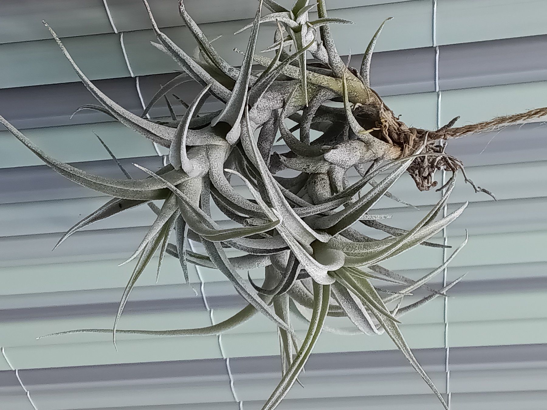 Pflanzen & Samen: 1 Nestchen Tillandsia albida – Gebraucht aus Erlach von Tobago25