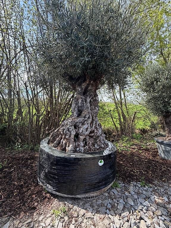 Piante & sementi: Olivenbaum "Olea Europea 18" – Usato da Zuckenriet venduto da Thur_Plant 2