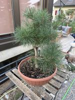 Pinus Sylvestris Rohmaterial Bonsai
