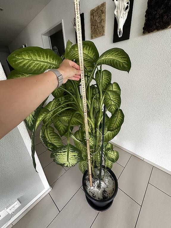 Piante & sementi: Dieffenbachia – Usato da Buchrain venduto da pat4s 4