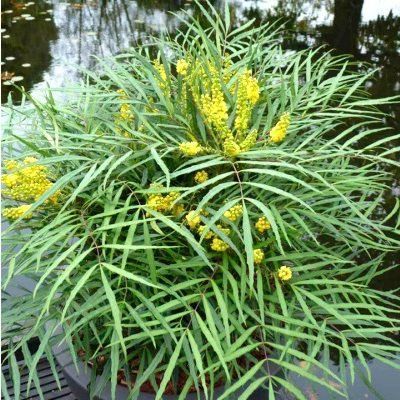 Pflanzen & Samen: Mahonia sans épines 'Soft caress' – Neu (gemäss Beschreibung) aus Bremblens von FIBONACCI369 1