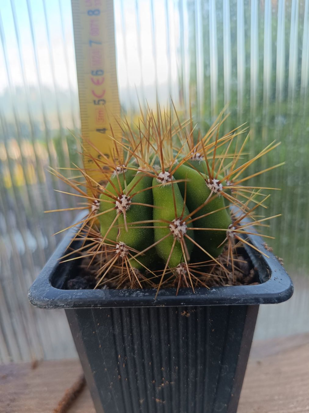 Piante & sementi: Trichocereus terschekii SAN PEDRO – Nuovo (secondo la descrizione) da Pâquier-Montbarry venduto da chr_7dmj 1