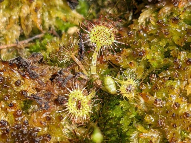 Piante & sementi: Plante carnivore Drosera rotundifolia – Usato da Vuisternens-Romont venduto da Cold_cactus 2