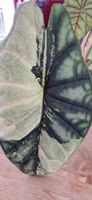 🤩Alocasia Dragon Scale Albo Variegata Rhizom 